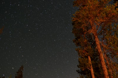 Big orange tree watching the stars at night
